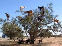 上天的恩赐 撒哈拉沙漠羊上树(多图/视频)